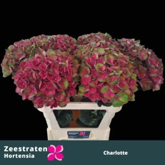Hydr M Mag Charlotte (20250)
