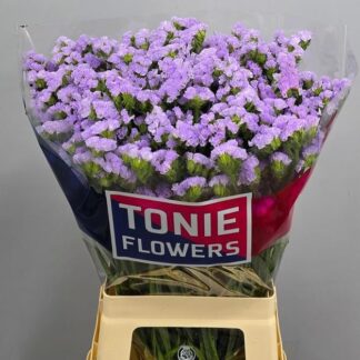 Lim S Tonie Lavender (20517)