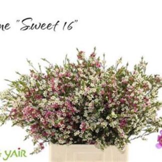 Chame Un My Sweet 16 (20520)