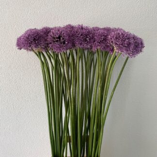 Allium Gladiator (20006)