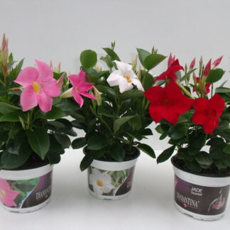 DIPLA DIAMANTINA pot sérigraphié P13 BLANC ( 5553 )