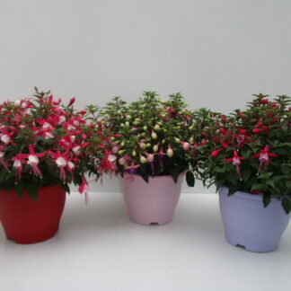 FUCHSIA P19 ( 1426 )