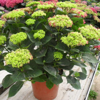 HORTENSIA P30 - Plusieurs couleurs ( 3200 )