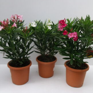 LAURIER ROSE nerium 40/60cm P17 ( 2318 )