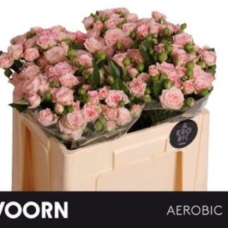 R Tr Aerobic 50cm (20175)