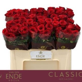 R Gr Red Naomi Vd Ende 50cm (20150)