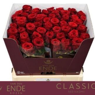 R Gr Red Naomi Vd Ende 60cm (20160)