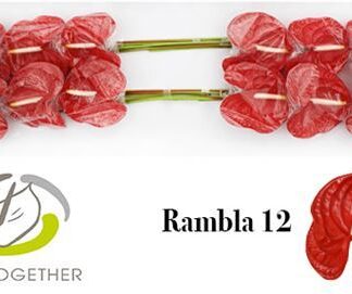 Anth A Rambla 12 (013)