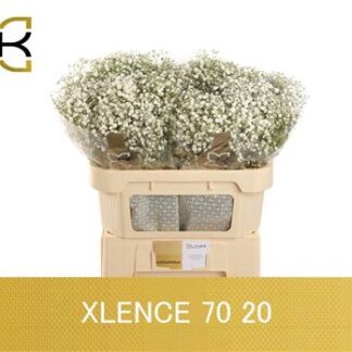 Gyps Pa Xlence (20237)