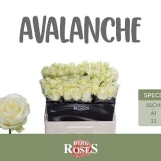 R Gr Avalanche+ 55cm (20151)