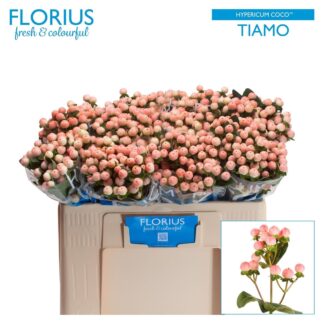 Hyp Coco Tiamo (20251)