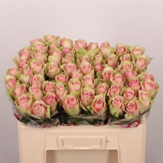 R Gr Belle Rose 50cm (20152)