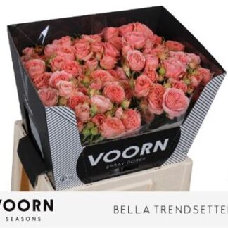 R Tr Bella Trendsetter 60cm (20175)