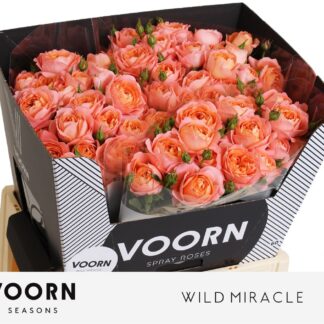 R Tr Wild Miracle 60cm (20175)