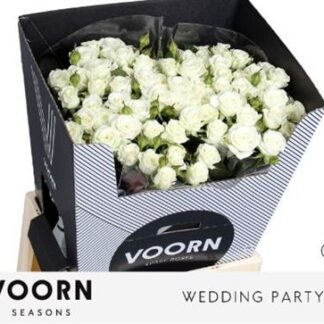 R Tr Wedding Party 70cm (20175)