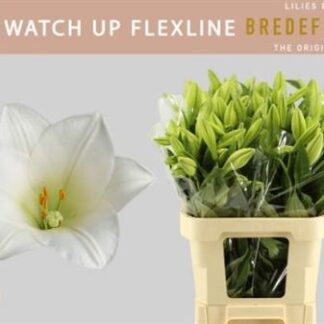 Li Lf Watch Up (20326)