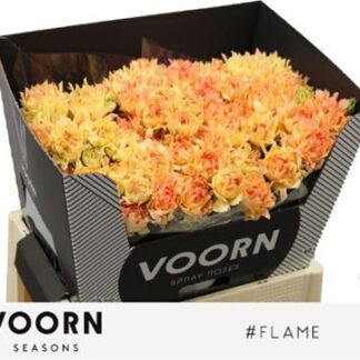 R Tr Flame 60cm (20175)
