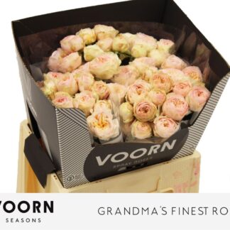 R Tr Grandma F Romy 60 Cm (20175)