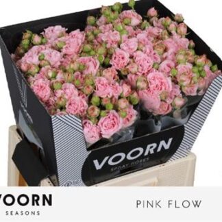 R Tr Pink Flow 60cm (20175)