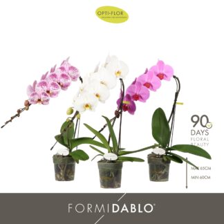 PHALAENO 1 br Formidablo P12 ( 9319 )