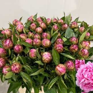 Pivoine Alexander Fleming 50cm - Fleurs de France (20449)