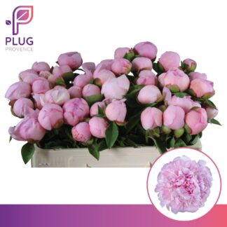 Pivoine Angel Cheeks 50cm - Fleurs de France (20449)