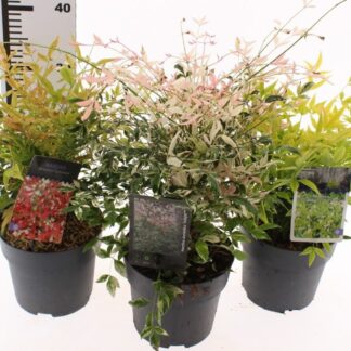 NANDINA DOMESTICA P17 ( 2721 )