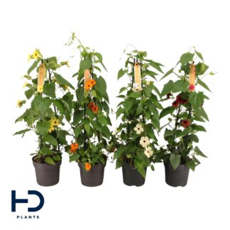 THUNBERGIA pyramide P17 ( 5290 )