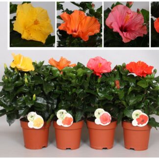 HIBISCUS P17 ( 1754 )