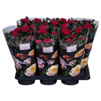 Rosier P17 ( 4937 )