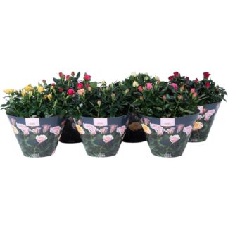 ROSIER Multifleurs D23 ( 9752 )