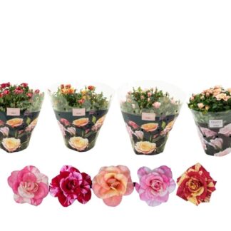 ROSIER Multifleurs D23 ( 9752 )