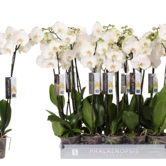 PHALAENO 2 br " mimesis " Extra blanc P12 ( 1806 )