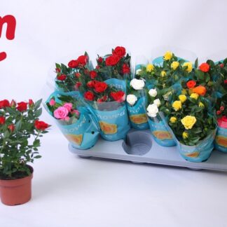 ROSIER beau monde P10 ( 8369 )