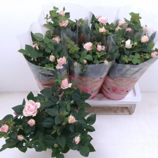 ROSIER P17 ( 4937 )