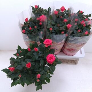 ROSIER P17 ( 4937 )