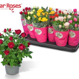 ROSIER multifleurs P10 ( 1842 )