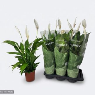 SPATHIPHYLLUM P17 ( 2710 )