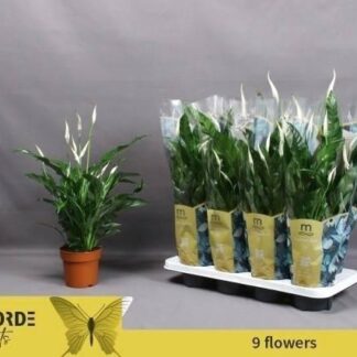 SPATHIPHYLLUM strauss P13 ( 3274 )