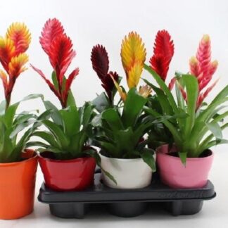 Vriesea Avec cache pot céramique P13 ( 2396 )
