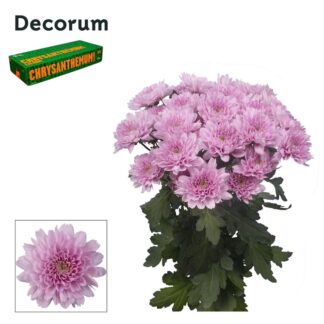Chr T Kalimba Decorum (20131)
