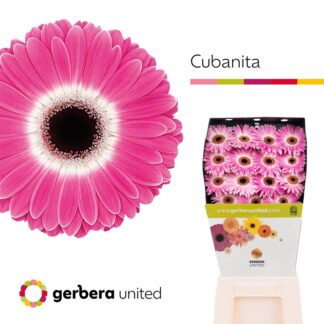 Ge Gr Cubanita - Gerbera United (20232)
