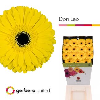 Ge Gr Don Leo - Gerbera United (20232)