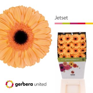 Ge Gr Jetset - Gerbera United (20232)