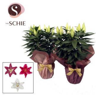 LYS souvenir 5 pp P19 ( 2412 )