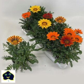 GAZANIA P12 ( 4285 )