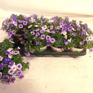 CALIBRACHOA trio P13 ( 6028 )
