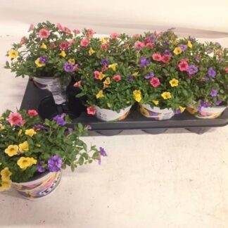 CALIBRACHOA trio P13 ( 6028 )
