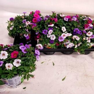 CALIBRACHOA trio P13 ( 6028 )
