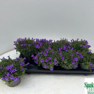 CAMPANULE porto P12 ( 9566 )